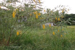 Sesbania aculeata var. paludosa